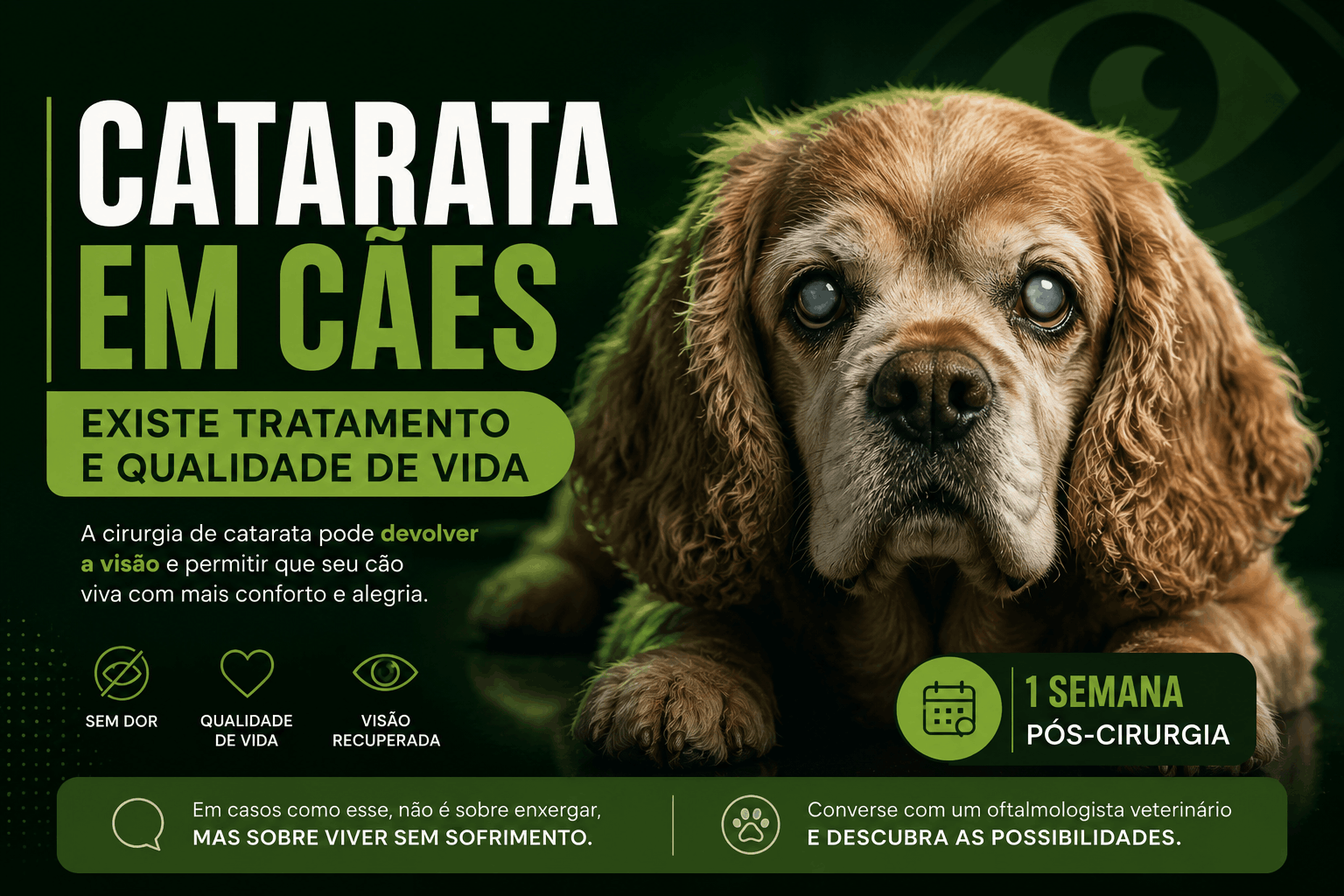Catarata em cães: sinais e riscos